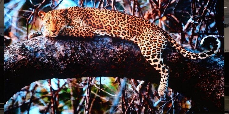 LG MAGNIT – Η πρώτη νέα οθόνη MICRO LED από την LG